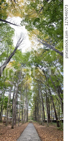 Promenade in the forest Promenade in the forest 127646073