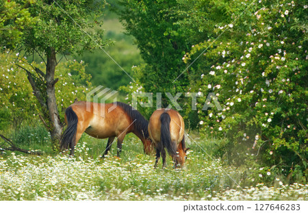 Wild Exmoor Horses Grazing in a Flower-Filled Meadow Wild Exmoor Horses Grazing in a Flower-Filled Meadow 127646283