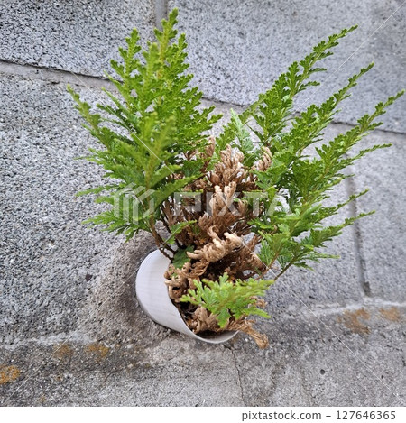 人造與自然的融合 127646365