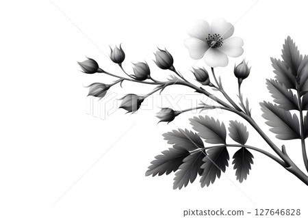 Black and white floral branch featuring a single blooming flower and multiple buds, accented by detailed leaves. Ideal for elegant designs, minimalist projects, and botanical themes. 127646828