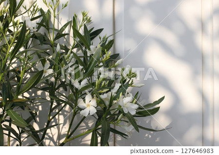 Blooming white oleander flowers and green leaves in the warm summer sun. Soft shadows, dappled light on white wooden door background. A serene tropical scene. Beauty of nature in garden setting 127646983