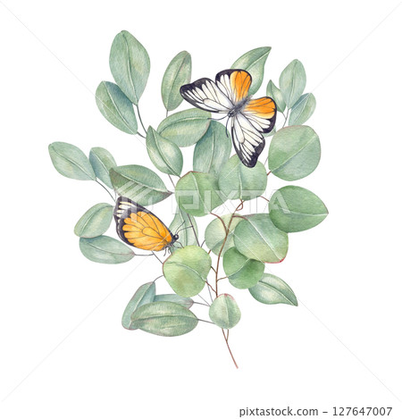 Watercolor bouquet of eucalyptus branches with fluttering yellow white butterflies isolated background. Silver dollar greenery for wedding invitations, romantic branding, and ethereal home decor 127647007