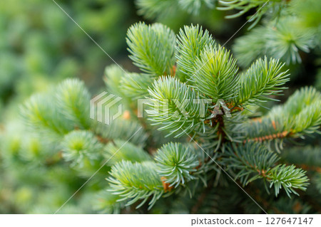 Blue spruce branches in the garden, texture of needles of a Christmas tree 127647147