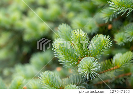 Blue spruce branches in the garden, texture of needles of a Christmas tree 127647163