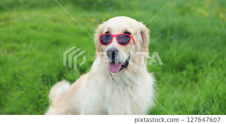 Golden Retriever dog in red sunglasses outdoors sitting on grass in summer park 127647607