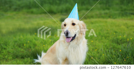Celebration, Golden Retriever dog in birthday paper cap sitting on grass in summer park Celebration, Golden Retriever dog in birthday paper cap sitting on grass in summer park 127647610