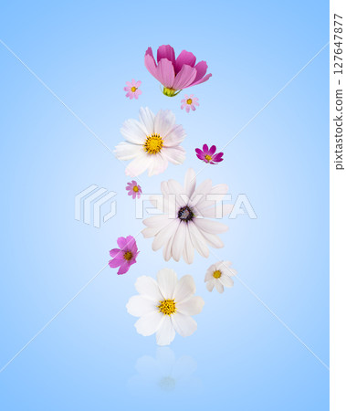 Colorful summer autumn background of flowers pink and white cosmos, dahlias, osteospermum. Floral Greeting card. Happy Mother's Day greeting card, happy Easter, March 8th, happy birthday Colorful summer autumn background of flowers pink and white cosmos, dahlias, osteospermum. Floral Greeting card. Happy Mother's Day greeting card, happy Easter, March 8th, happy birthday 127647877