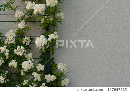 White roses curling through a trellis against a textured wall with room for text White roses curling through a trellis against a textured wall with room for text 127647885