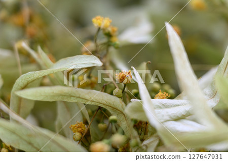Close-up of dried linden flowers and leaves for tea. Close-up of dried linden flowers and leaves for tea. 127647931