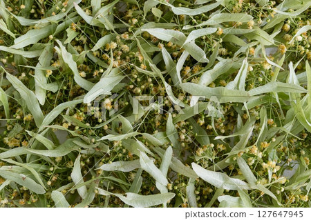 Freshly harvested linden blossoms prepared for drying process. 127647945