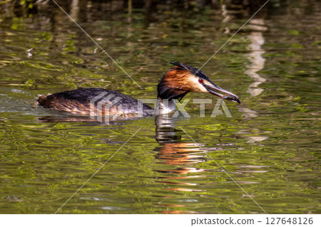 Great Crested Grebe, Podiceps cristatus has caught a fish. Great Crested Grebe, Podiceps cristatus has caught a fish. 127648126