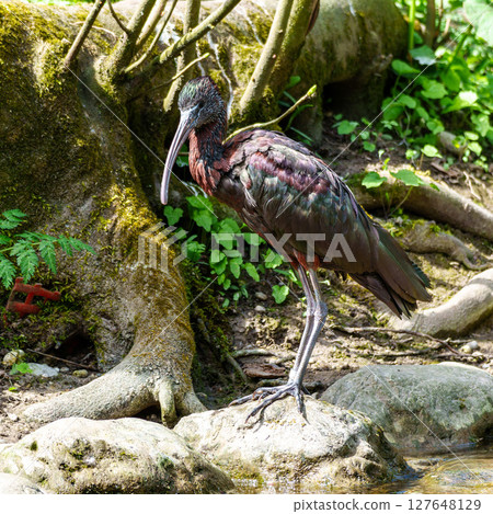 Glossy ibis, Plegadis falcinellus in a german nature park Glossy ibis, Plegadis falcinellus in a german nature park 127648129
