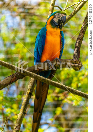 The Blue-and-yellow Macaw, Ara ararauna is a large South American parrot The Blue-and-yellow Macaw, Ara ararauna is a large South American parrot 127648130