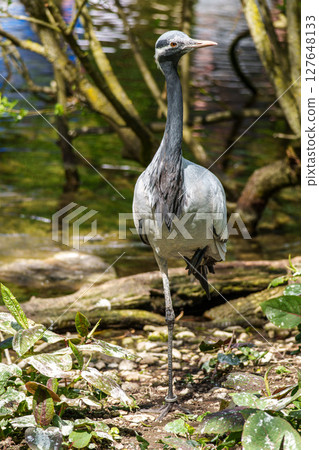 Demoiselle Crane, Anthropoides virgo are living in the bright green meadow during the day time Demoiselle Crane, Anthropoides virgo are living in the bright green meadow during the day time 127648133