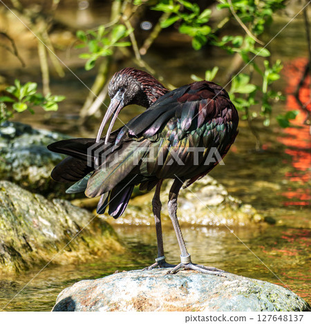 Glossy ibis, Plegadis falcinellus in a german nature park Glossy ibis, Plegadis falcinellus in a german nature park 127648137