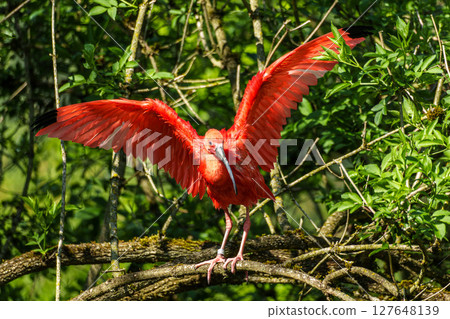 The Scarlet ibis, Eudocimus ruber is a species of ibis in the bird family Threskiornithidae. 127648139