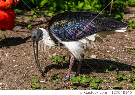 The Straw-necked Ibis, Threskiornis spinicollis is a bird of the ibis family The Straw-necked Ibis, Threskiornis spinicollis is a bird of the ibis family 127648140