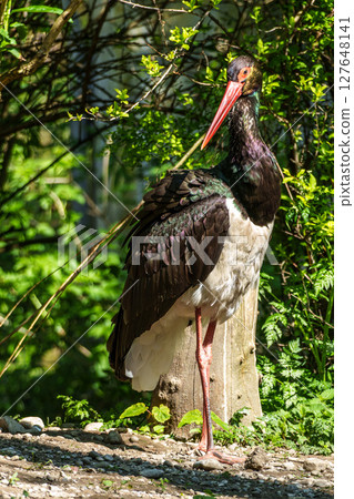 Black stork, Ciconia nigra in a german nature park Black stork, Ciconia nigra in a german nature park 127648141