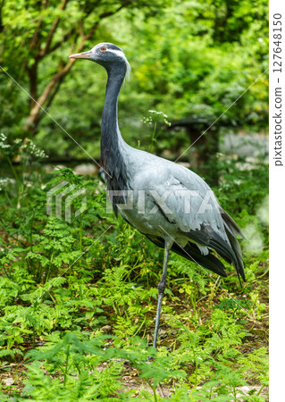 Demoiselle Crane, Anthropoides virgo are living in the bright green meadow during the day time Demoiselle Crane, Anthropoides virgo are living in the bright green meadow during the day time 127648150
