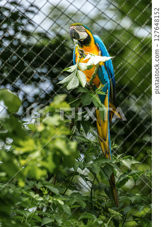 The Blue-and-yellow Macaw, Ara ararauna is a large South American parrot The Blue-and-yellow Macaw, Ara ararauna is a large South American parrot 127648152