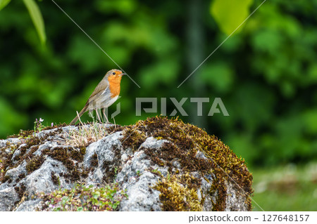 The European robin, Erithacus rubecula known simply as the robin is a small insectivorous passerine bird The European robin, Erithacus rubecula known simply as the robin is a small insectivorous passerine bird 127648157