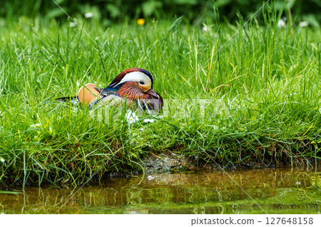 The mandarin duck, Aix galericulata at a lake in Munich, Germany 127648158