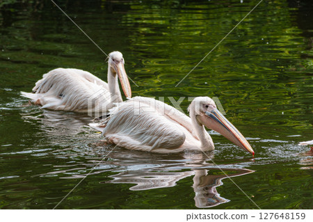 White Pelican, Pelecanus onocrotalus also known as the Eastern White Pelican White Pelican, Pelecanus onocrotalus also known as the Eastern White Pelican 127648159