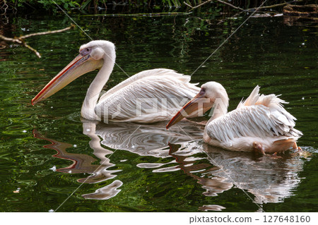 White Pelican, Pelecanus onocrotalus also known as the Eastern White Pelican White Pelican, Pelecanus onocrotalus also known as the Eastern White Pelican 127648160