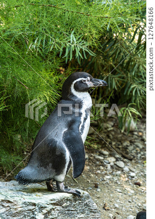 Humboldt Penguin, Spheniscus humboldti in a park 127648166