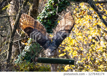 Siberian eagle owl, bubo bubo sibiricus. The biggest owl in the world Siberian eagle owl, bubo bubo sibiricus. The biggest owl in the world 127648174