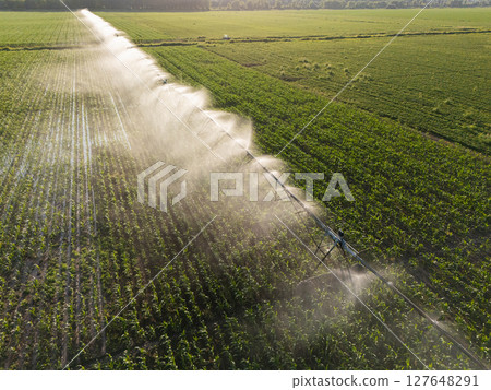 Aerial view of agricultural watering pivot irrigation system on a corn field at sunset 127648291