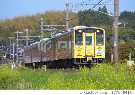 A four-car Kiha 126 series diesel railcar (wrapped and regular cars) passes along the Sanin Main Line, where yellow rape blossoms are in full bloom. 127648416