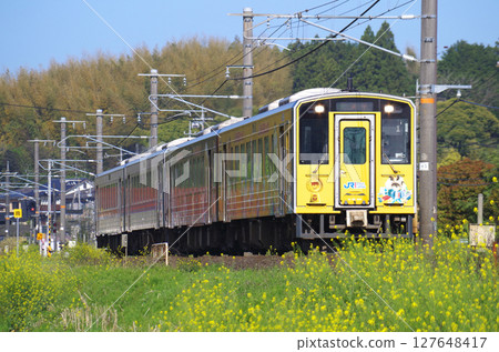一輛由四節車廂組成的Kiha 126系列柴油列車（貼膜車和普通車）沿著山陰本線行駛，沿途黃色的油菜花盛開。 127648417