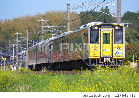 一輛由四節車廂組成的Kiha 126系列柴油列車（貼膜車和普通車）沿著山陰本線行駛，沿途黃色的油菜花盛開。 127648418