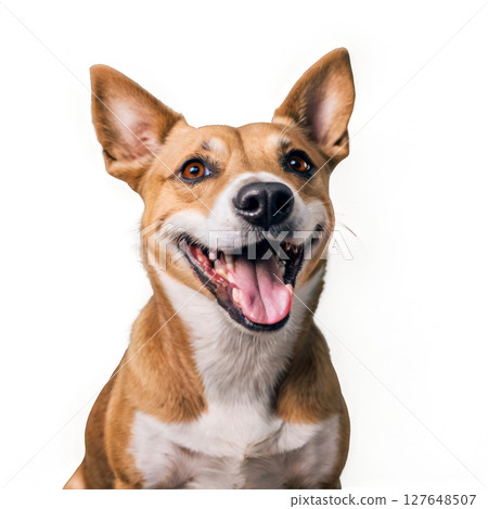 Happy dog sitting on white background with a joyful expression and alert ears 127648507