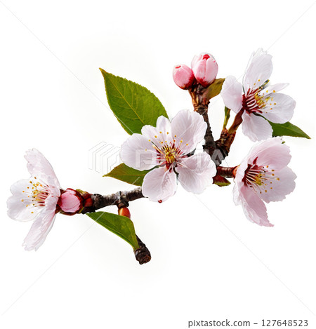 Delicate pink cherry blossoms blooming on a branch in early spring against a white background 127648523