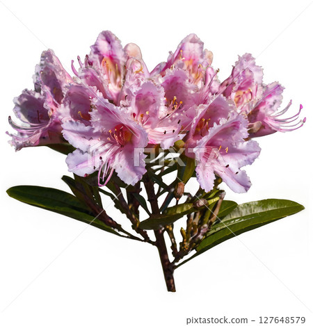 Beautiful pink rhododendron flowers blooming in a garden during springtime 127648579