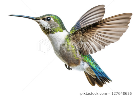 A vibrant hummingbird hovering in midair with colorful feathers against a white background 127648656