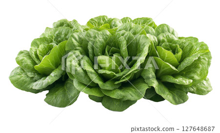 Fresh green lettuce variety on a white background showcasing its vibrant texture and color 127648687