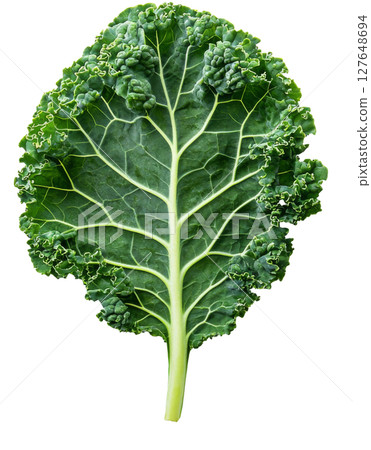 Detailed close-up of a green leaf showcasing intricate vein patterns against a white background 127648694