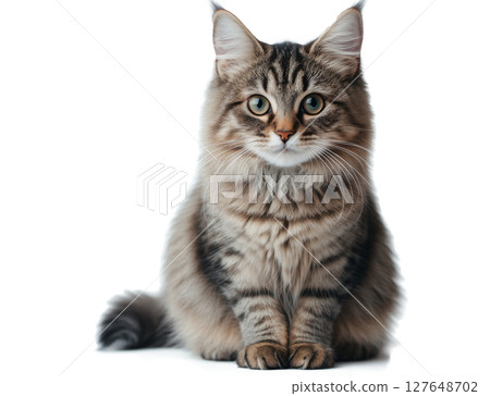 A majestic Maine Coon cat resting on a light surface, showcasing its beautiful fur and bright eyes 127648702
