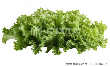 Fresh green lettuce variety on a white background showcasing its vibrant texture and color 127648704