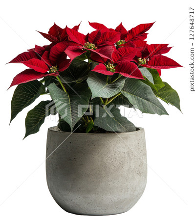 Bright red poinsettias in a modern pot adding festive cheer to a minimalist indoor space 127648717