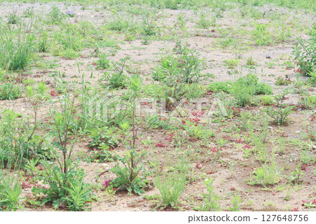 Preparation in progress - A view of a vacant lot 127648756