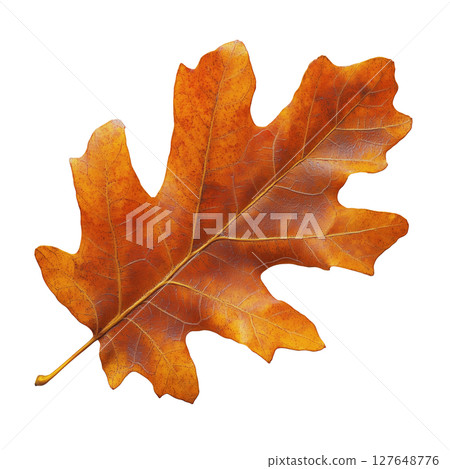 Vibrant Orange Oak Leaf Resting on White Background Highlighting Autumn Beauty 127648776