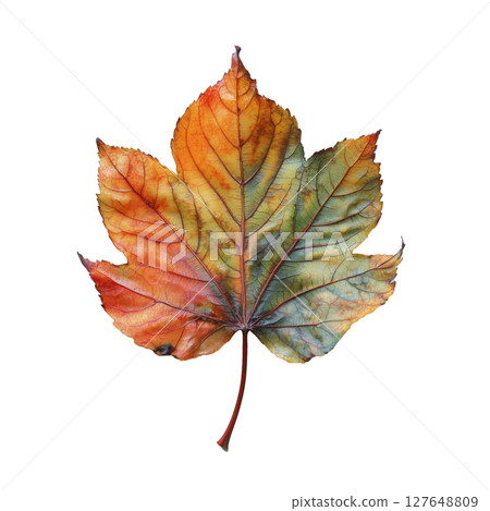 Colorful Maple Leaf Showcasing Autumn Hues Against a Plain Background 127648809