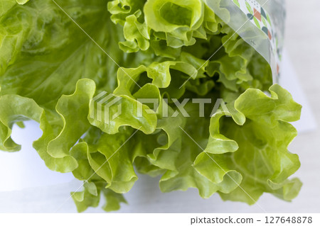 Fresh lettuce leaves on white background Fresh lettuce leaves on white background 127648878