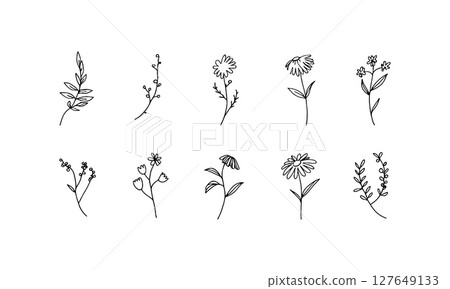 Delicate Floral Outline. A fine-lined composition of botanical elements with soft detailing, capturing the elegance of blooming stems in black ink. 127649133