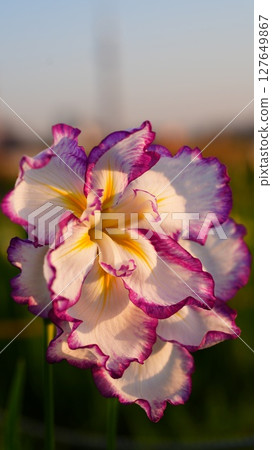 Beautiful double-flowered primula 127649867