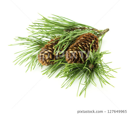 Close-up of fir branches and cones in a holiday composition, isolated on white with shadow for Christmas and winter themes. 127649965